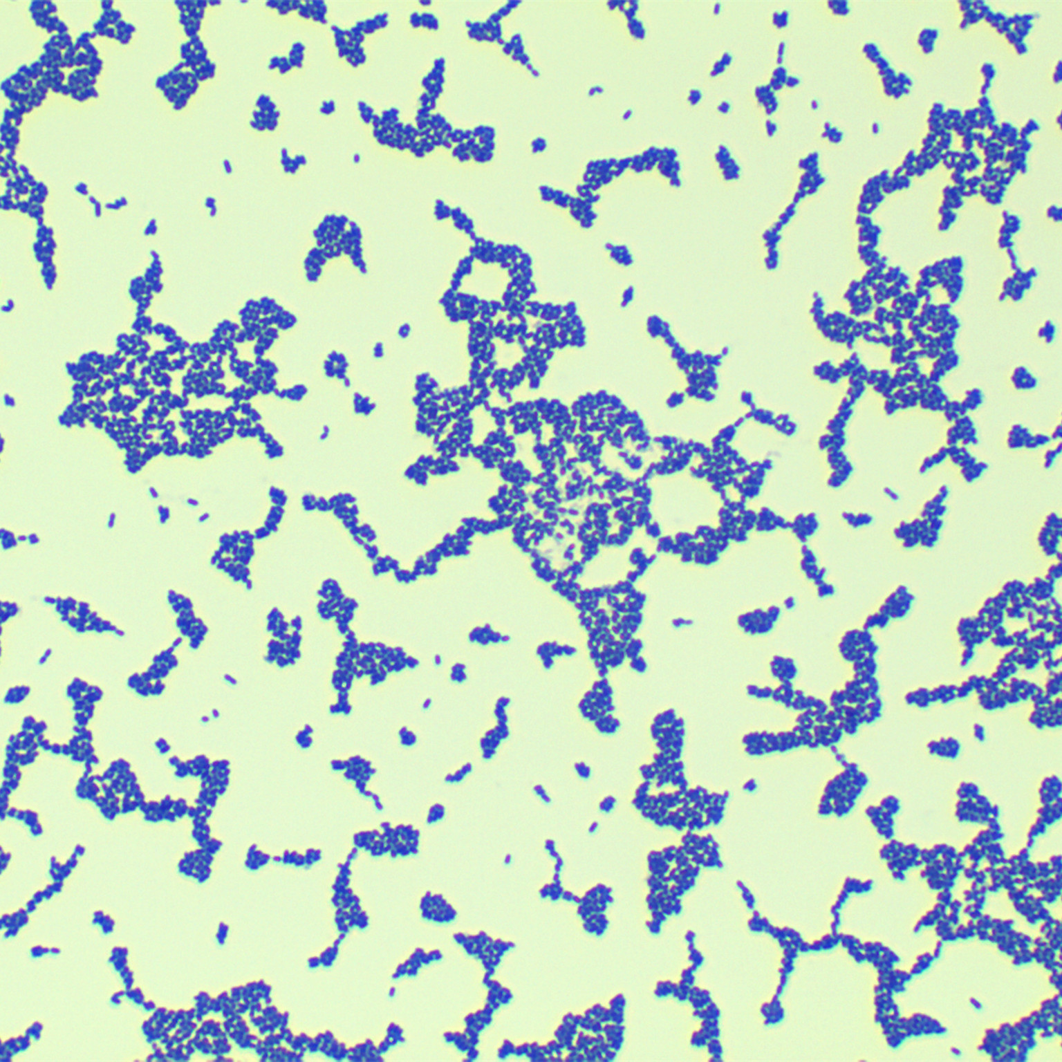 Streptococcus mutans-BNCC