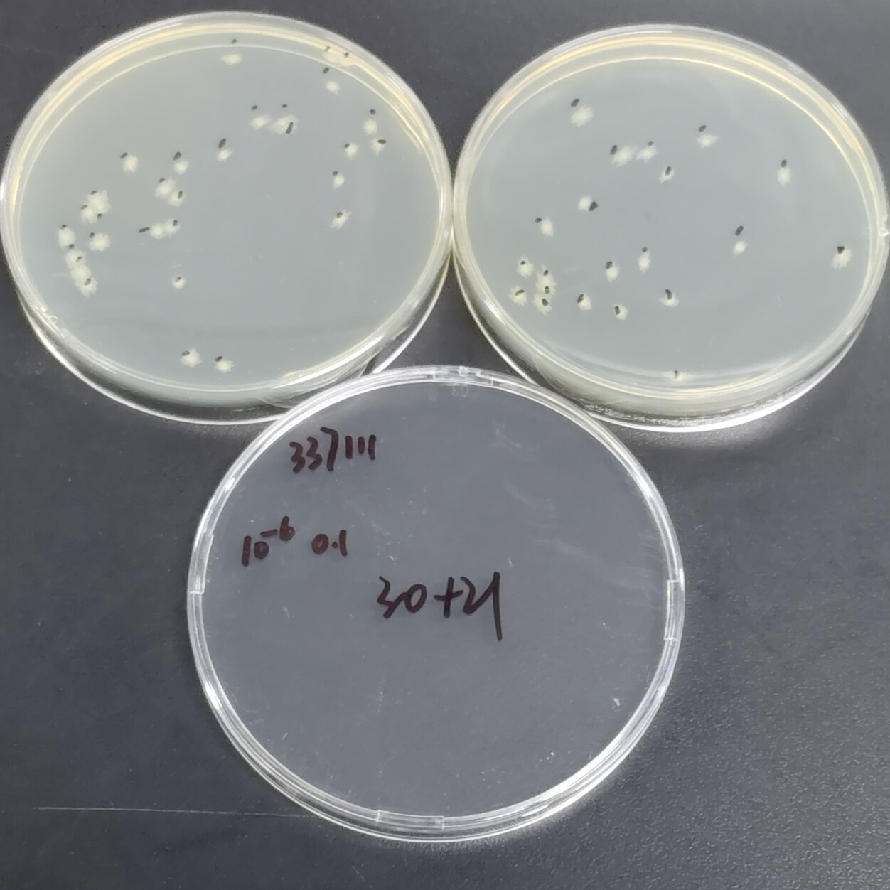 Proteus mirabilis-BNCC