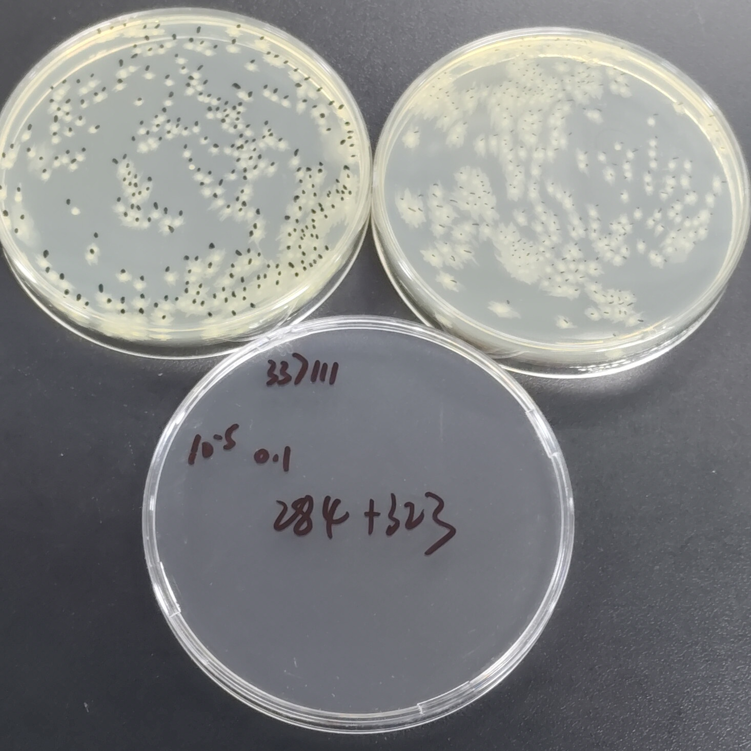 Proteus mirabilis-BNCC