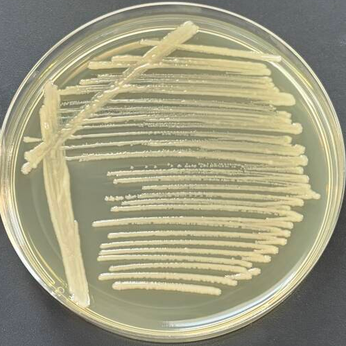 Klebsiella pneumoniae subsp. pneumoniae-BNCC
