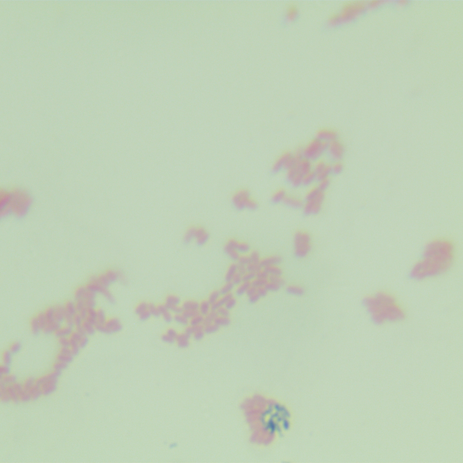 Klebsiella pneumoniae subsp. pneumoniae-BNCC