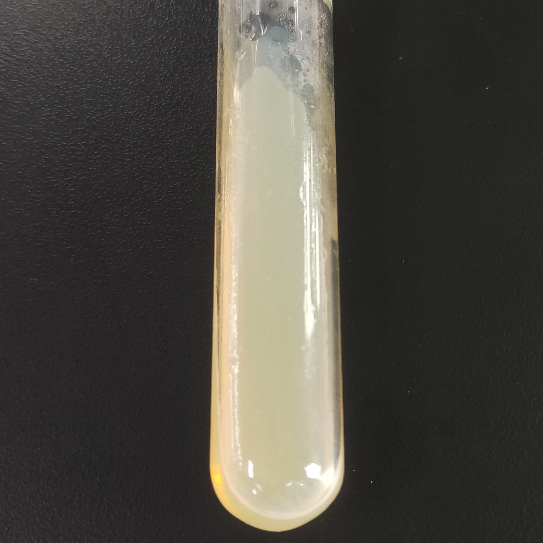Pseudomonas aeruginosa-BNCC