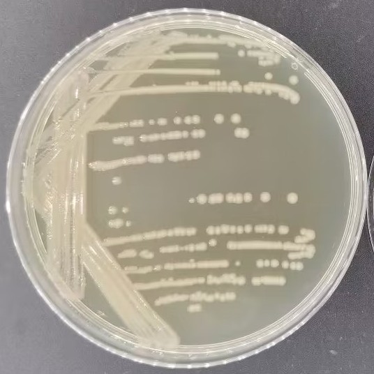 Escherichia coli-BNCC