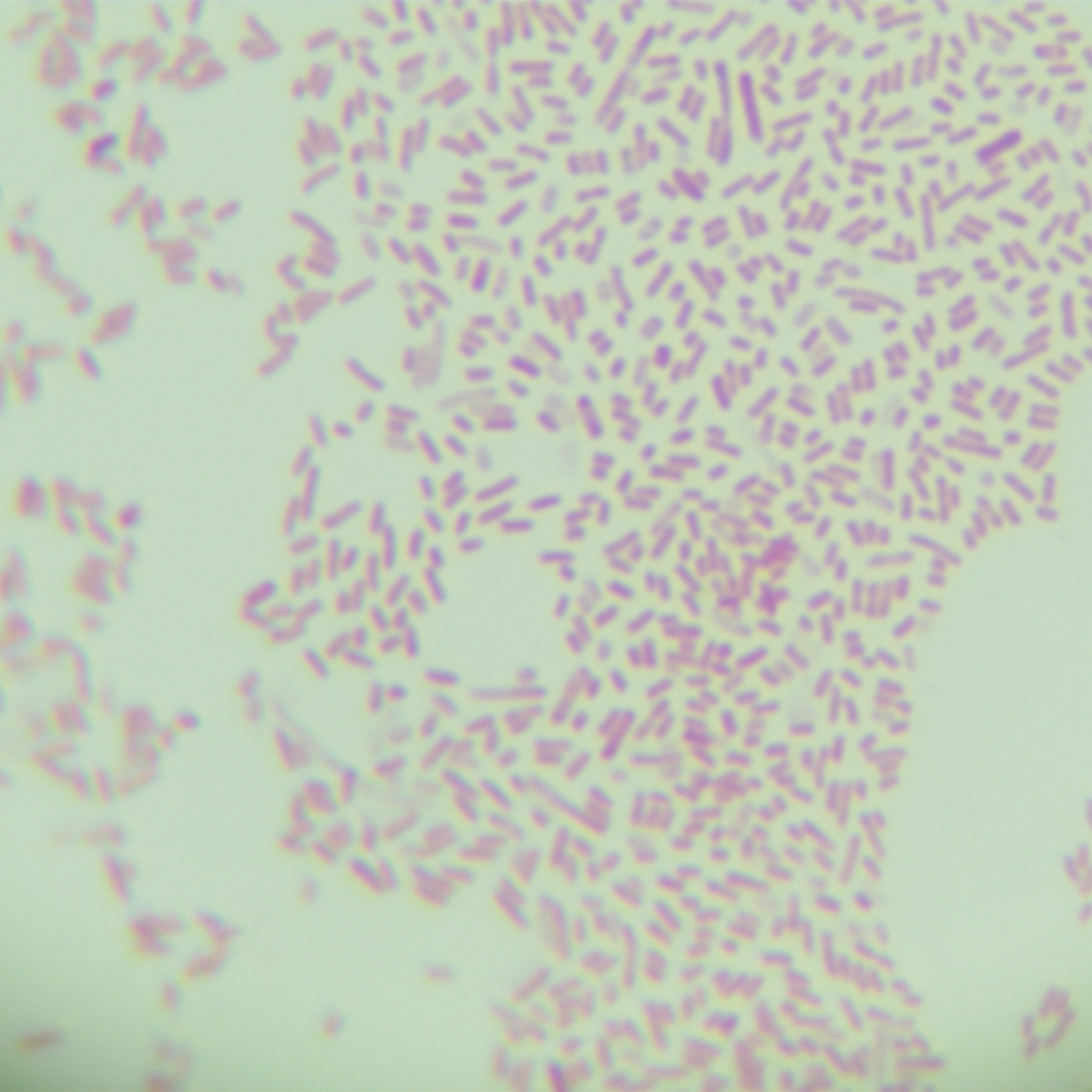 Escherichia coli-BNCC