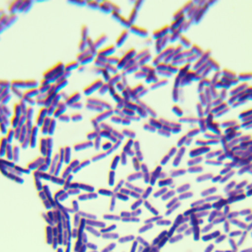Bacillus cereus-BNCC