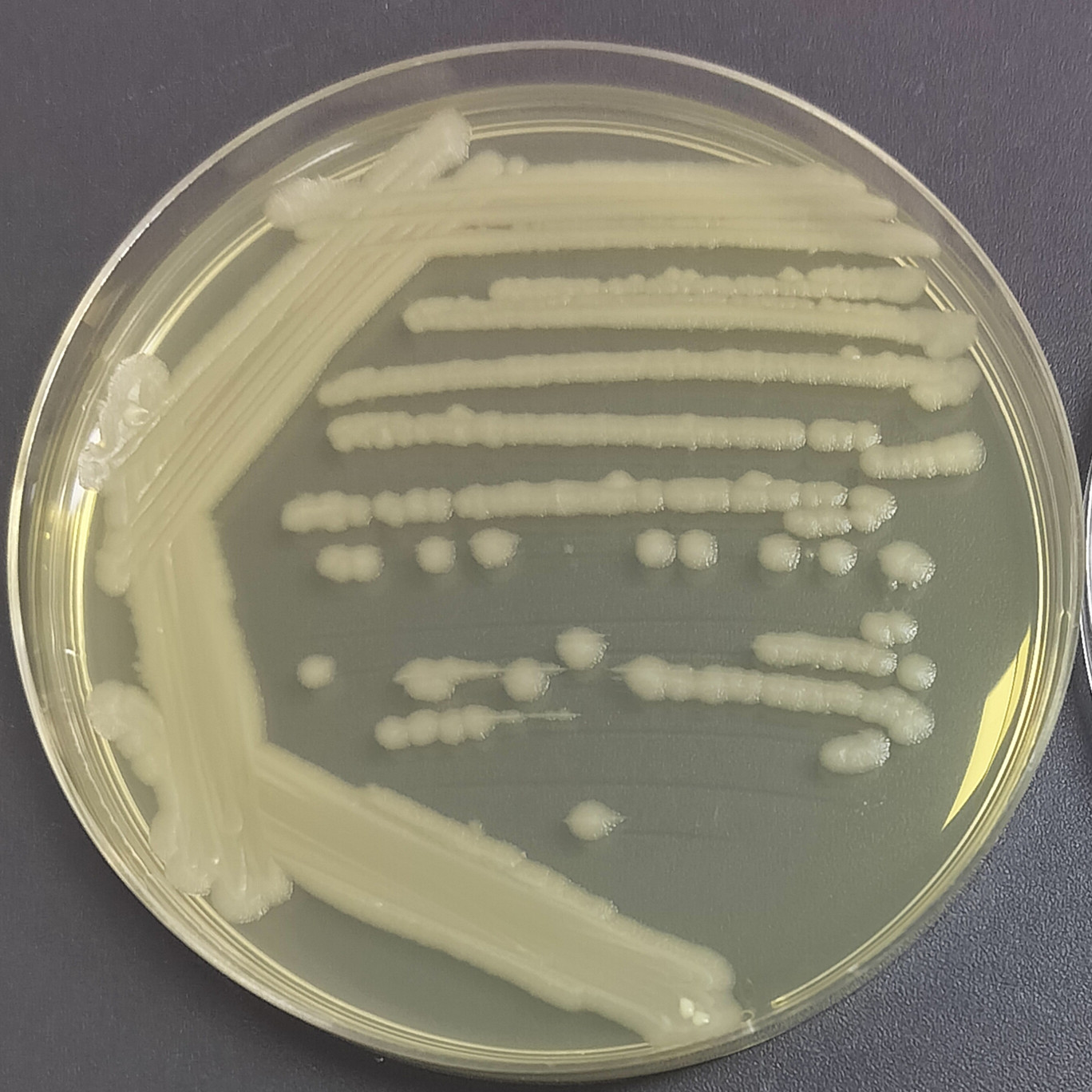 Bacillus cereus-BNCC