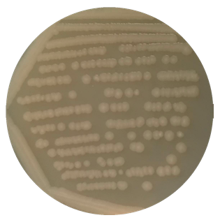 Escherichia coli (E. coli)-BNCC