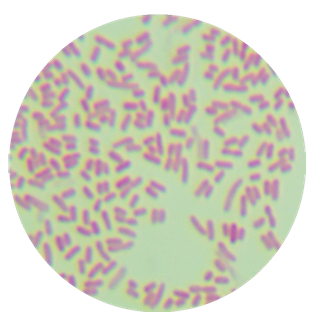 Escherichia coli (E. coli)-BNCC