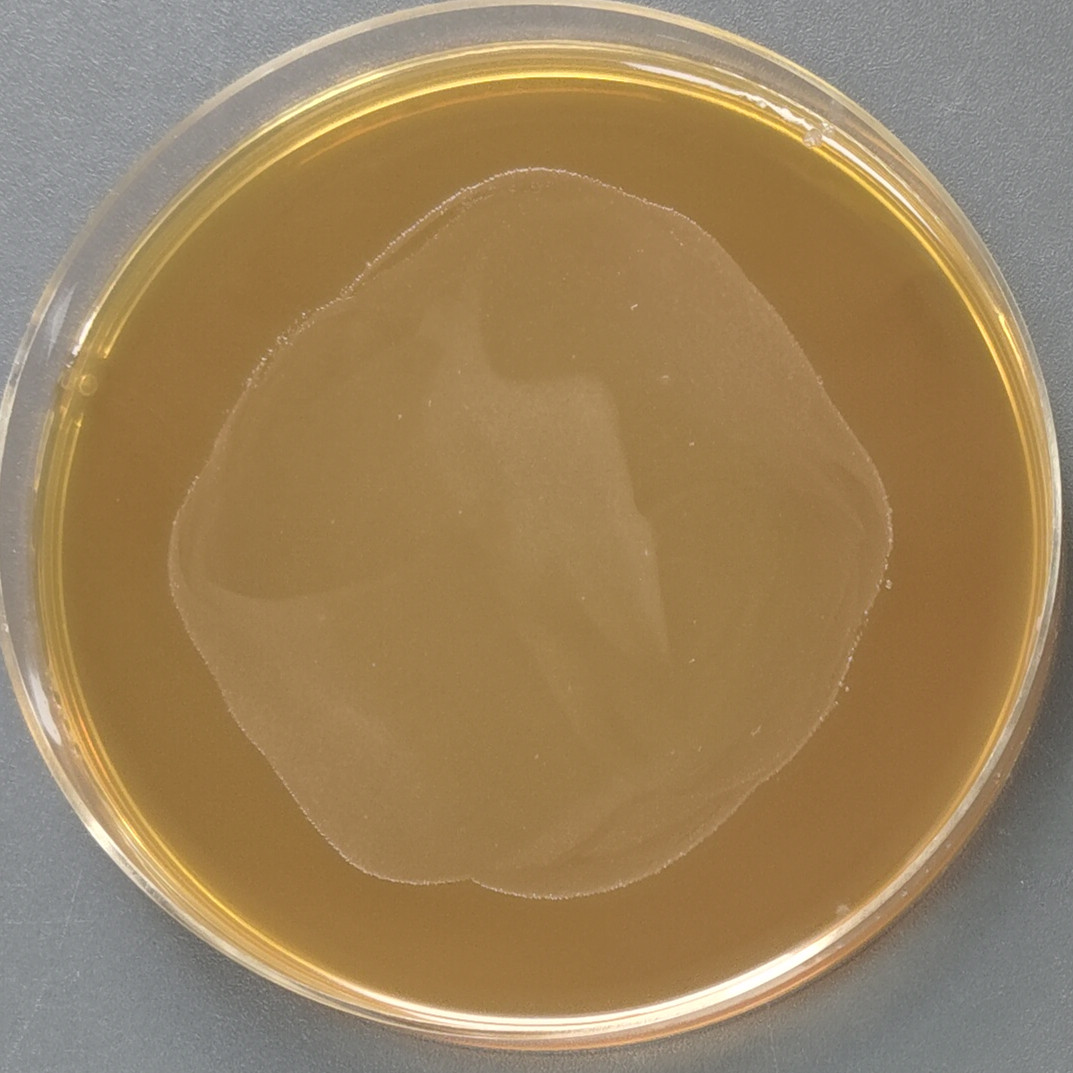 Lactobacillus reuteri-BNCC
