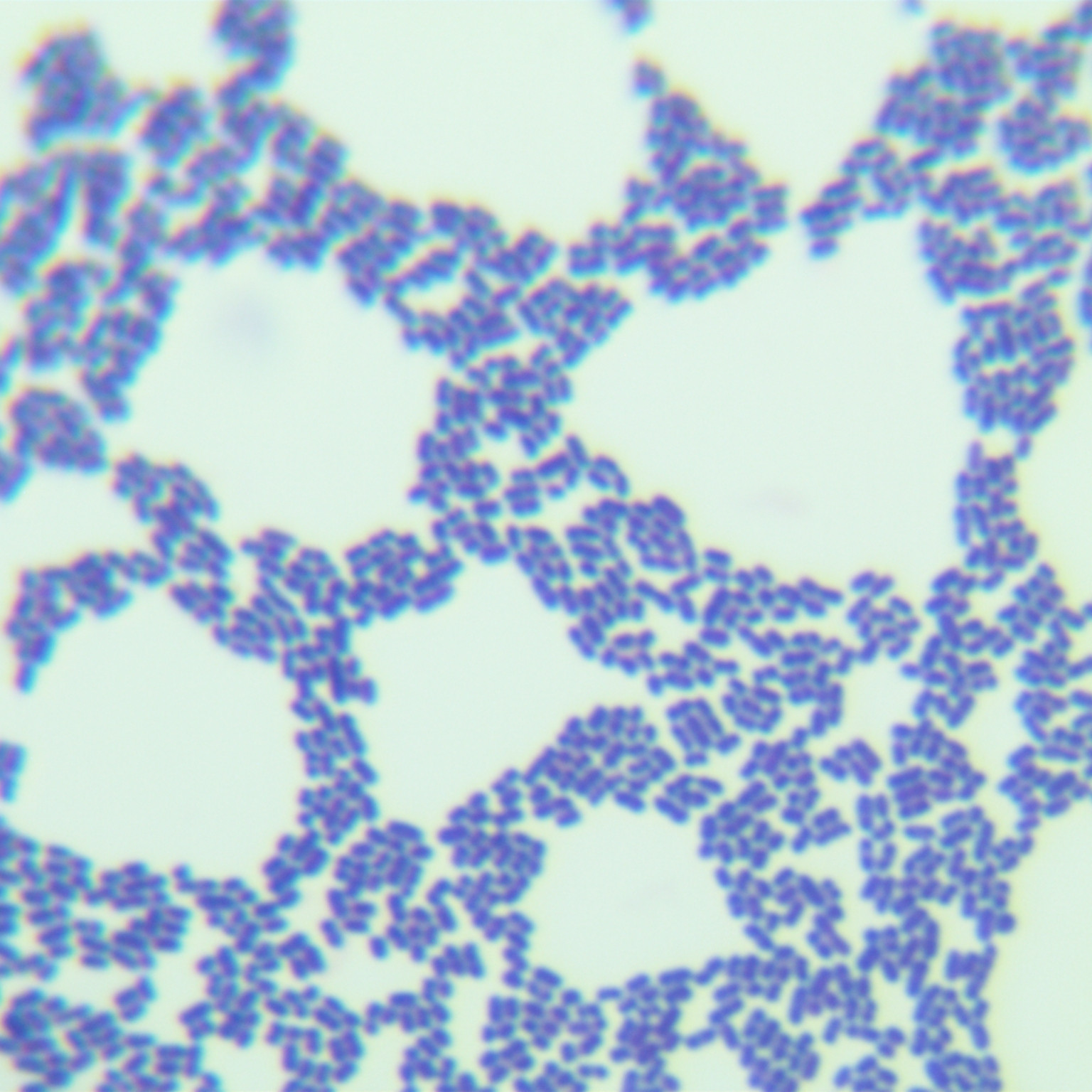 Lactobacillus reuteri-BNCC