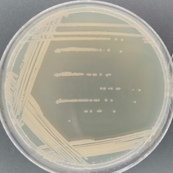 Bacillus licheniformis-BNCC