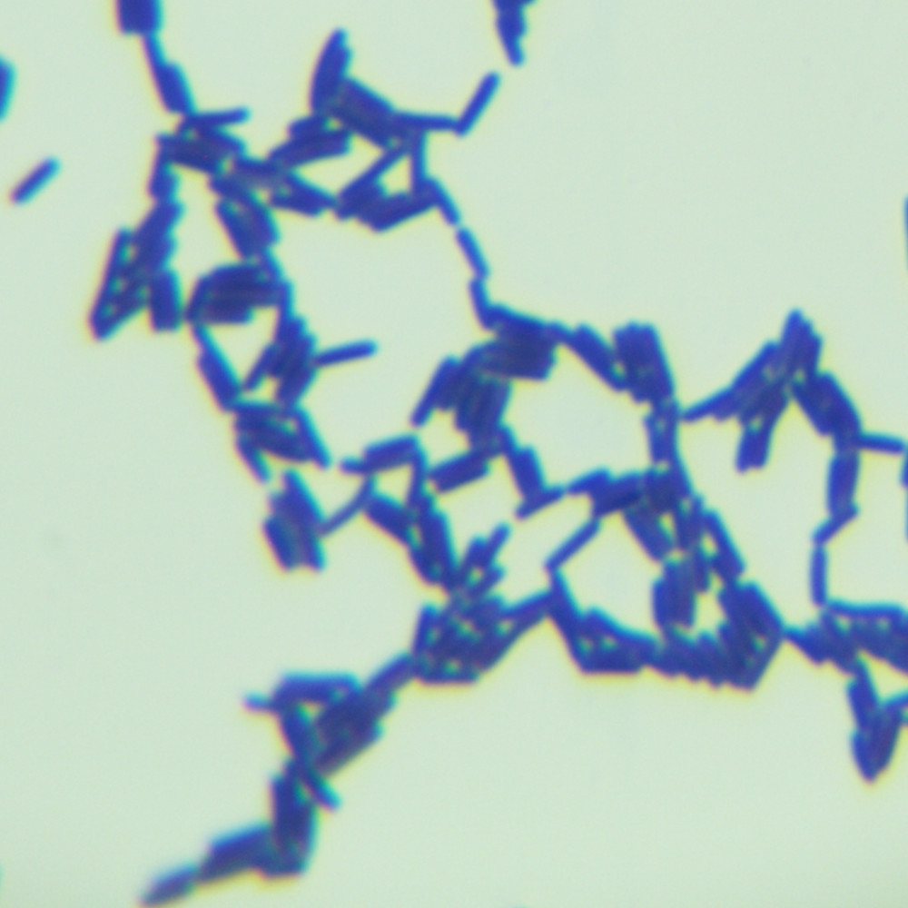 Bacillus licheniformis-BNCC