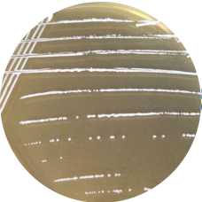Lactobacillus plantarum (Lactobacillus plantarum var. plantarum)-BNCC