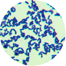 Lactobacillus plantarum (Lactobacillus plantarum var. plantarum)-BNCC