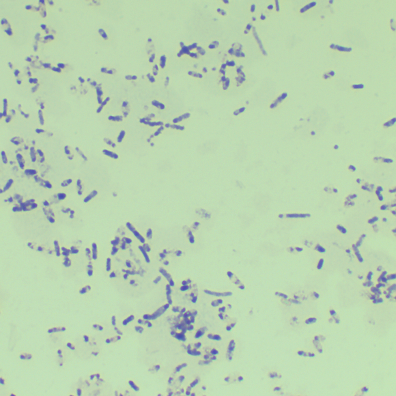 Clostridium butyricum-BNCC