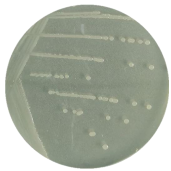 Polymyxococcus-BNCC