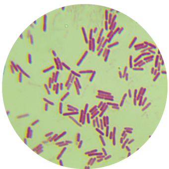 Polymyxococcus-BNCC