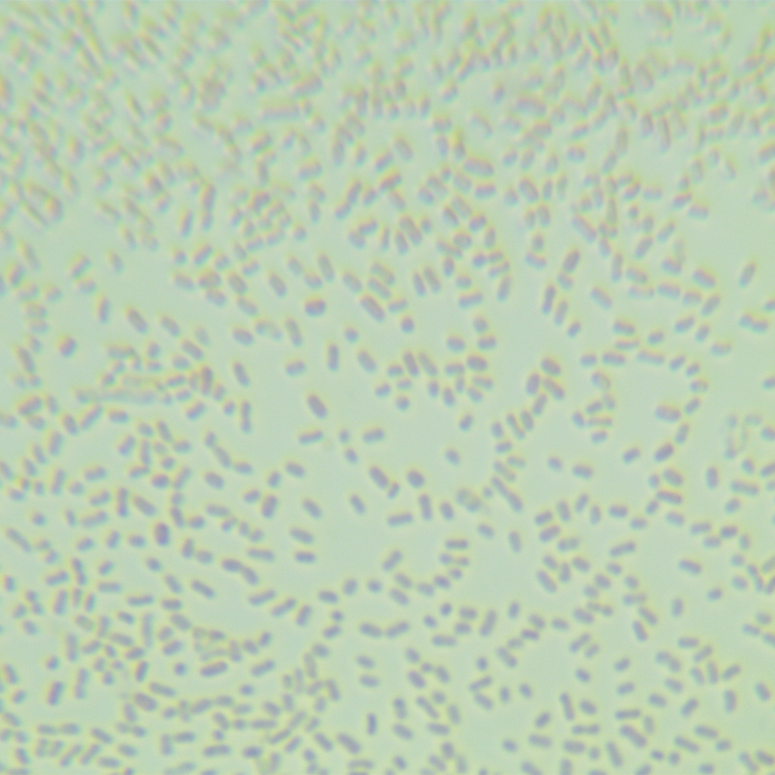 Escherichia coli-BNCC