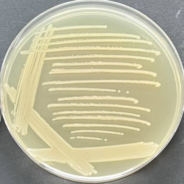 Escherichia coli (E. coli)-BNCC