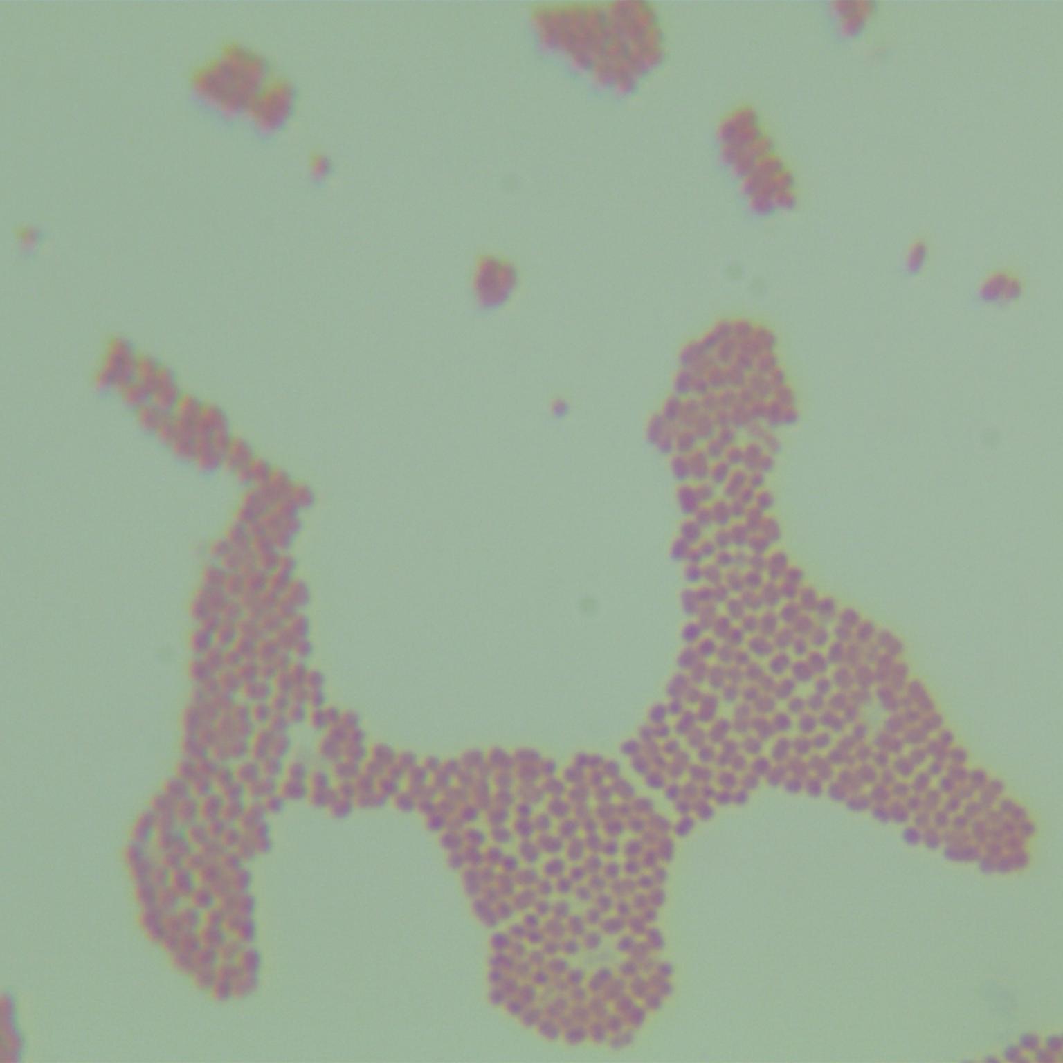 Escherichia coli (E. coli)-BNCC