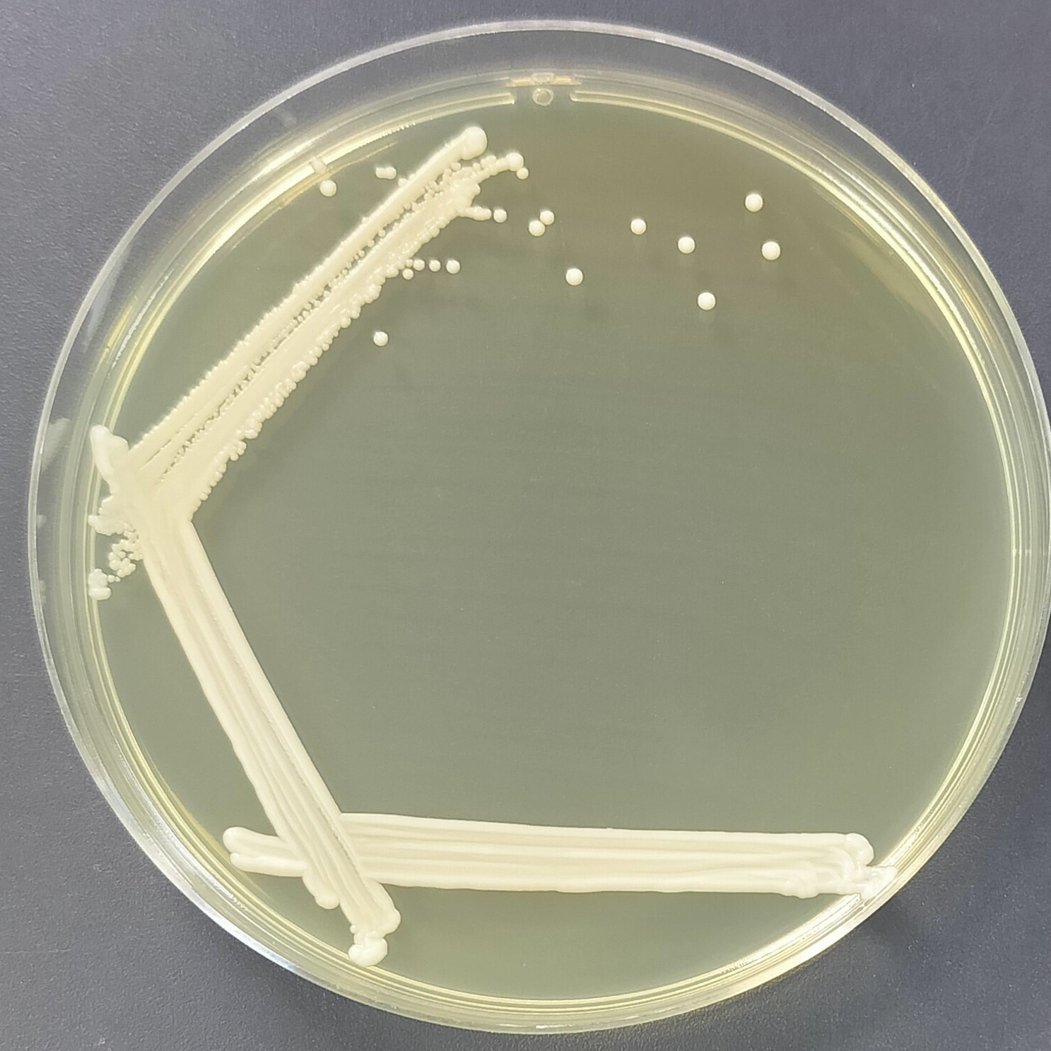 Kudriazwi yeast-BNCC