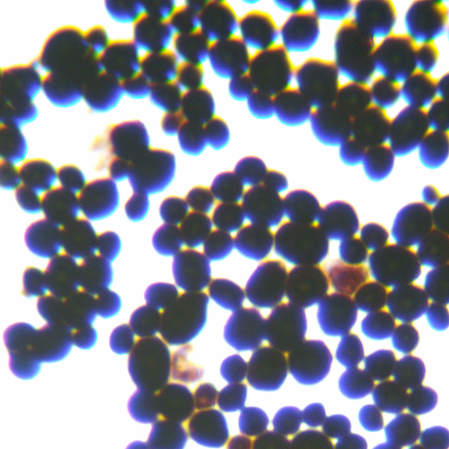 Kudriazwi yeast-BNCC
