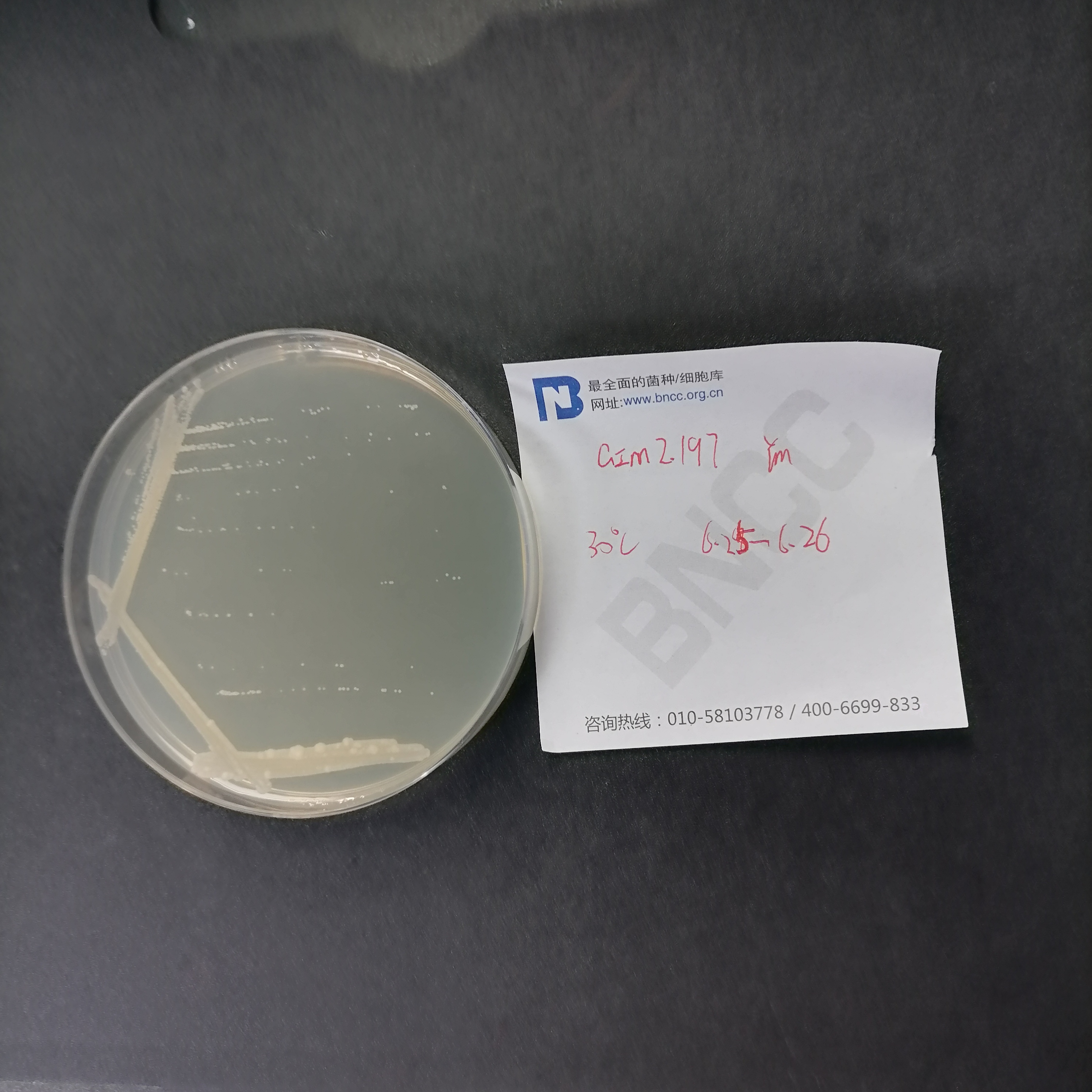 Saccharomyces cerevisiae-BNCC