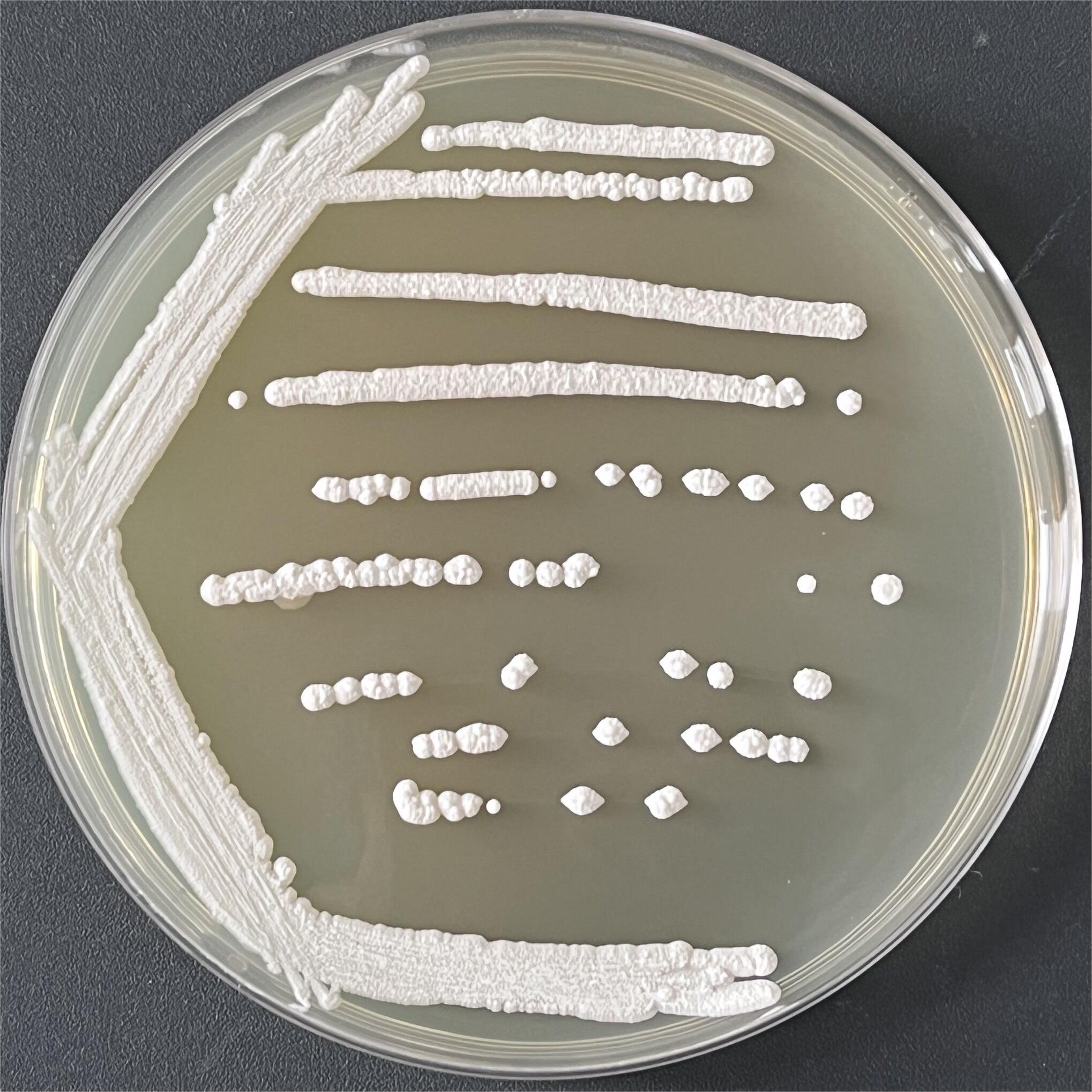 Powdered Pichia pastoris-BNCC