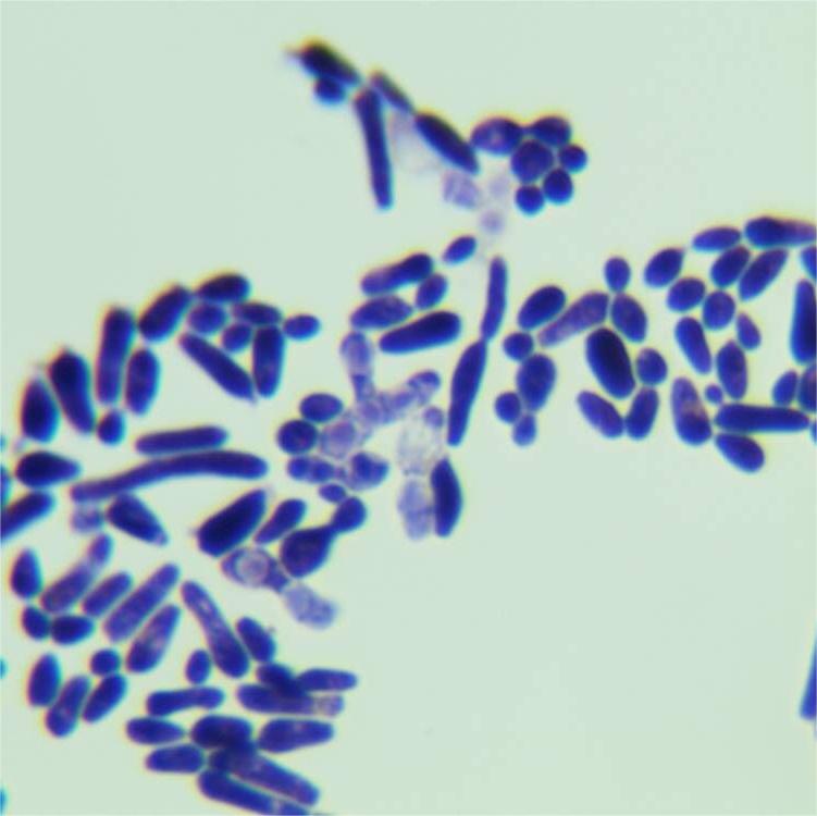 Powdered Pichia pastoris-BNCC