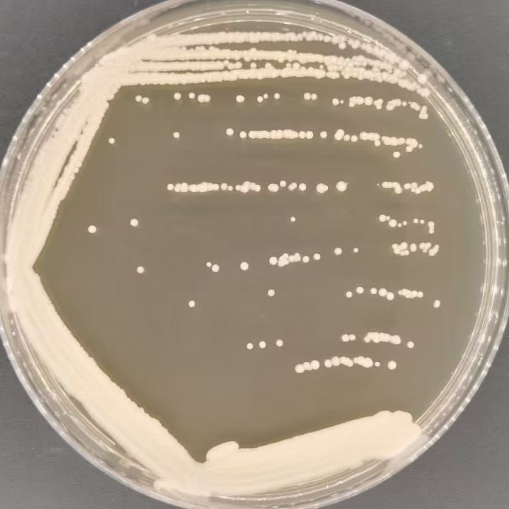 Rhodococcus faecalis-BNCC