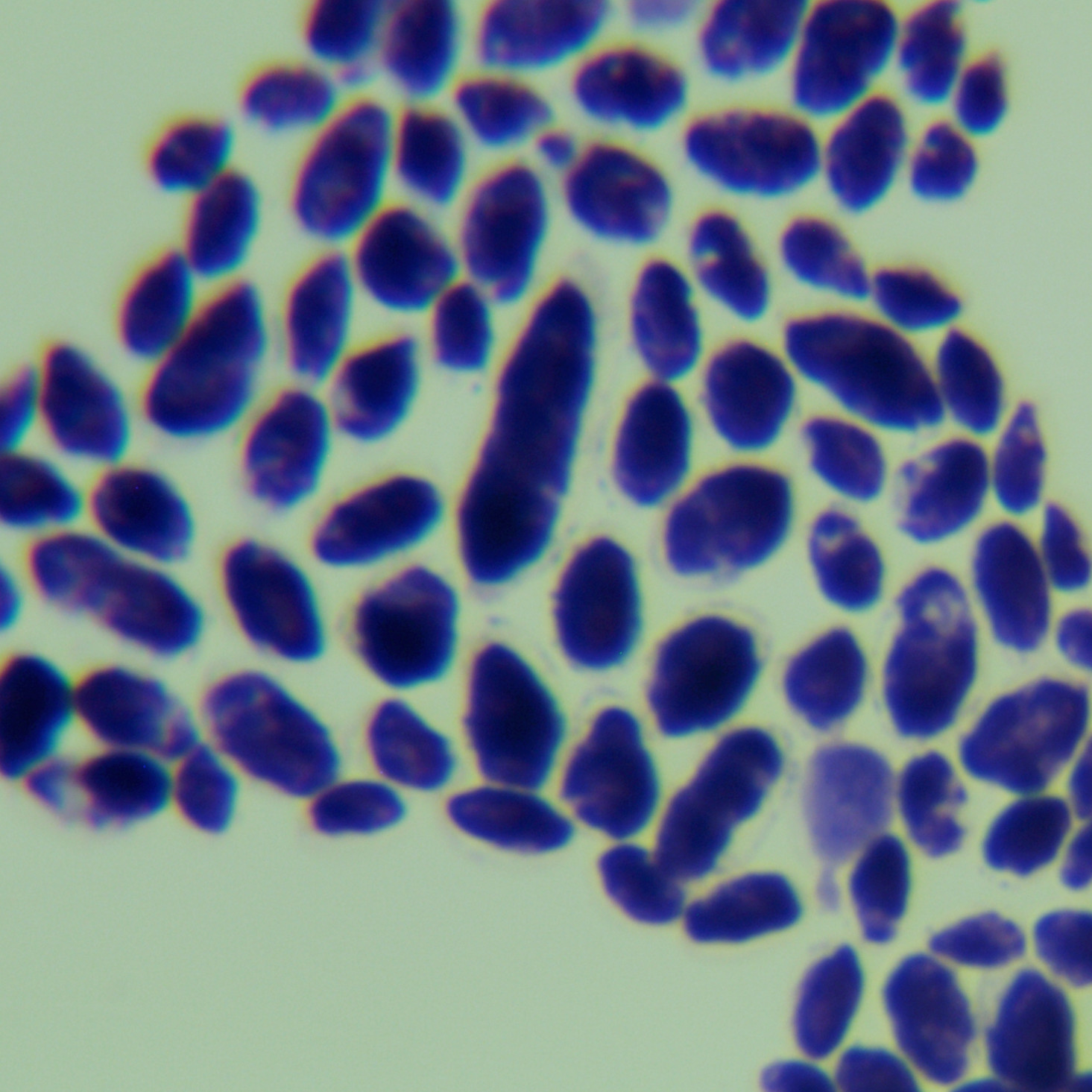 Rhodococcus faecalis-BNCC