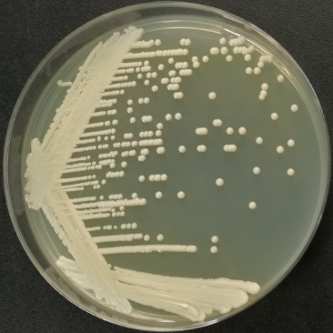 Ji Yemeng Candida-BNCC