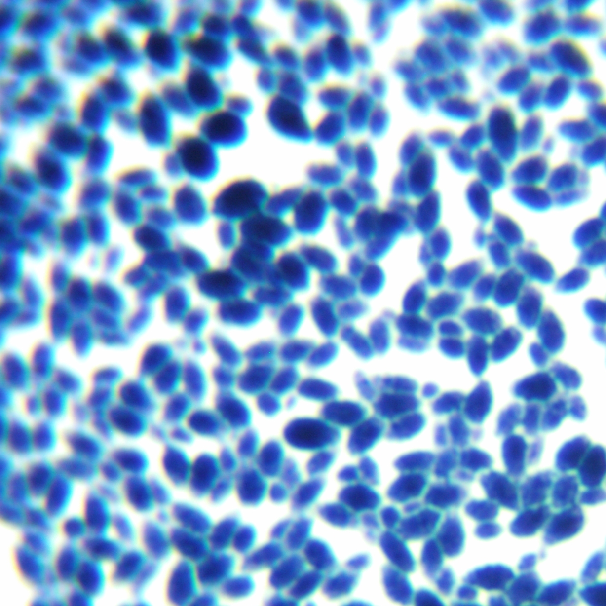 Ji Yemeng Candida-BNCC