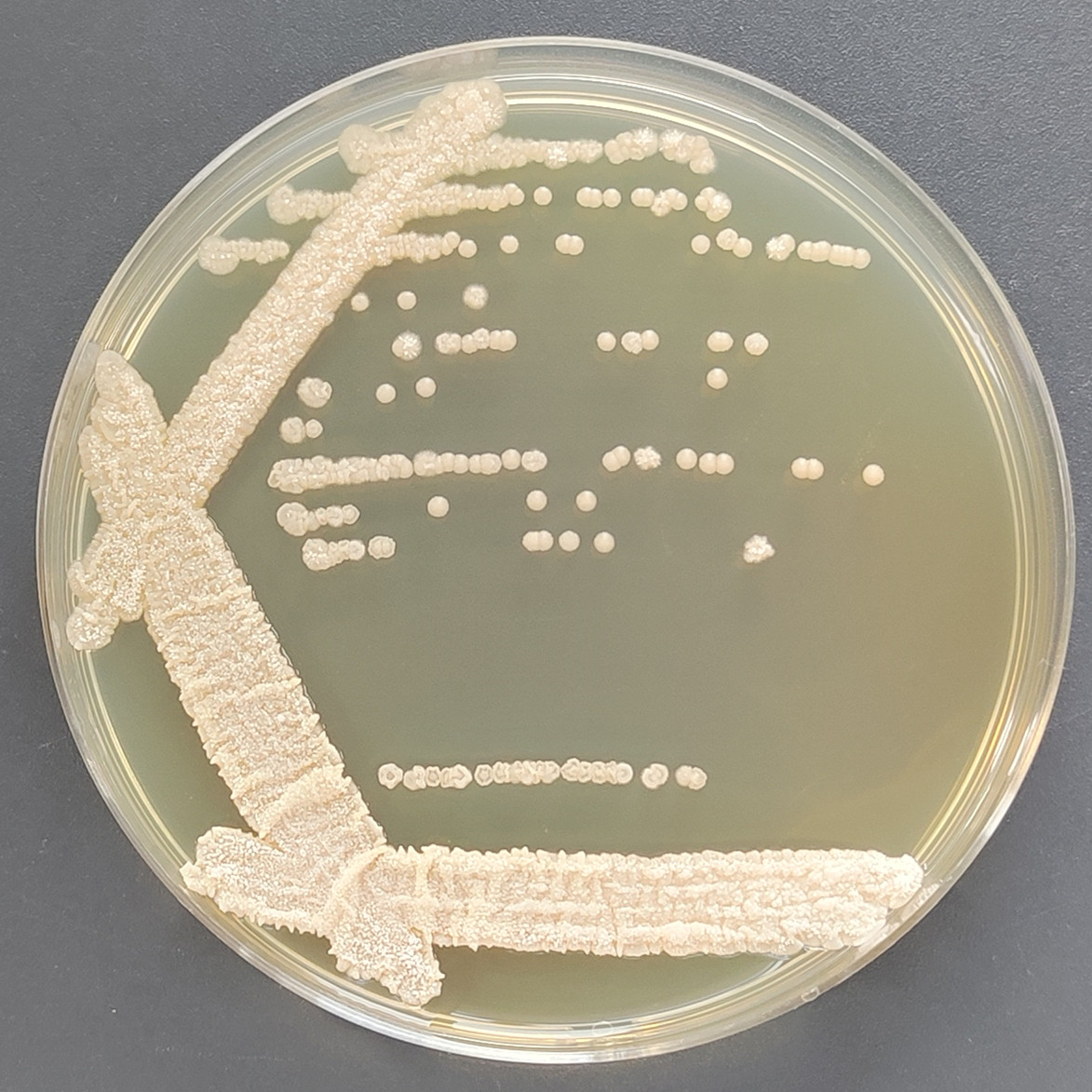 Antarctic pseudo yeast-BNCC