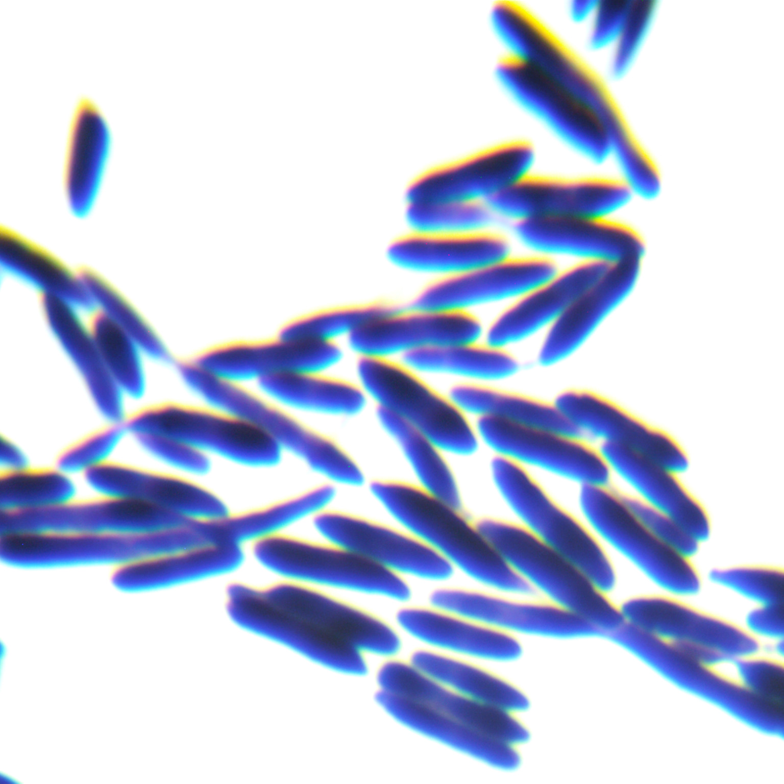 Antarctic pseudo yeast-BNCC