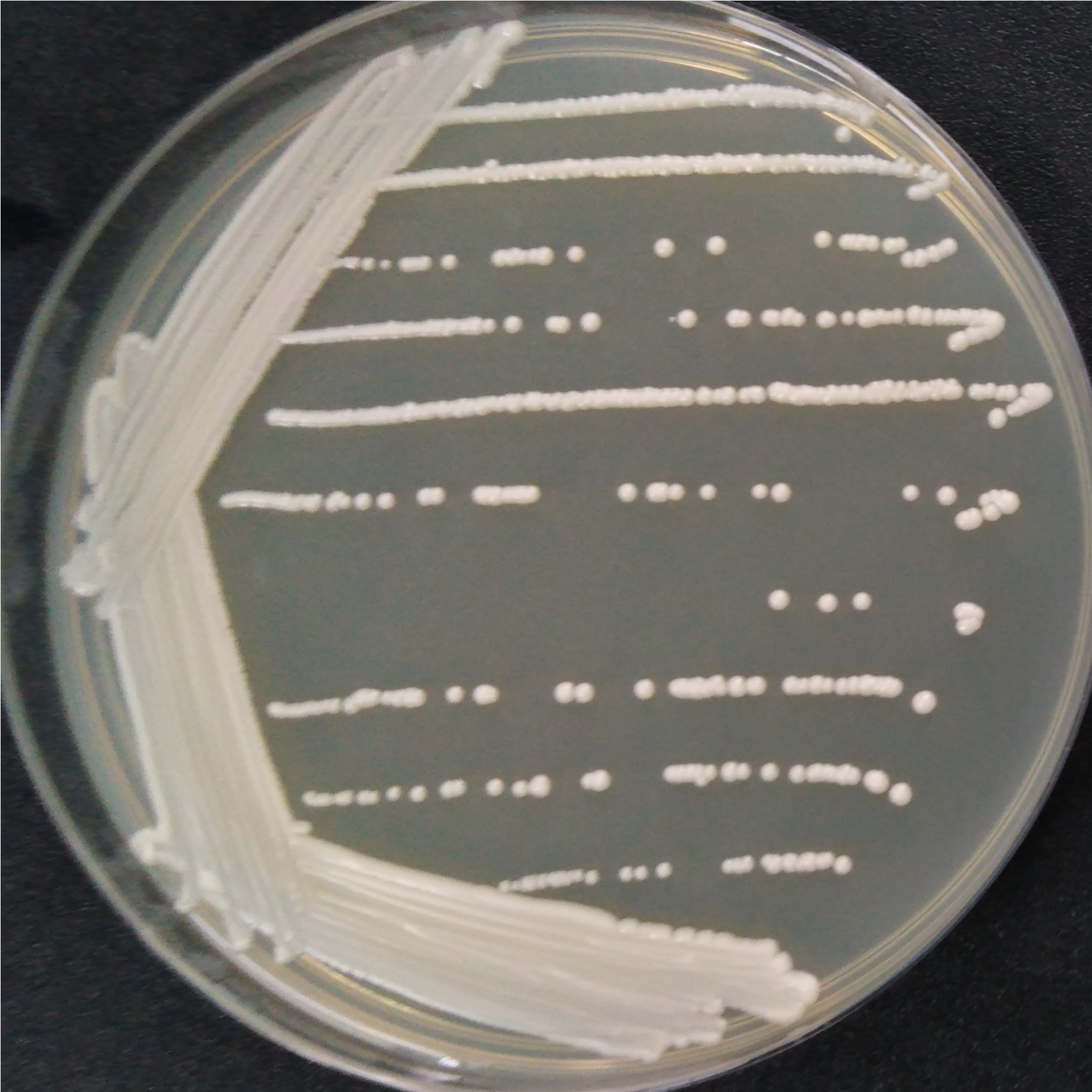 Smooth Candida-BNCC