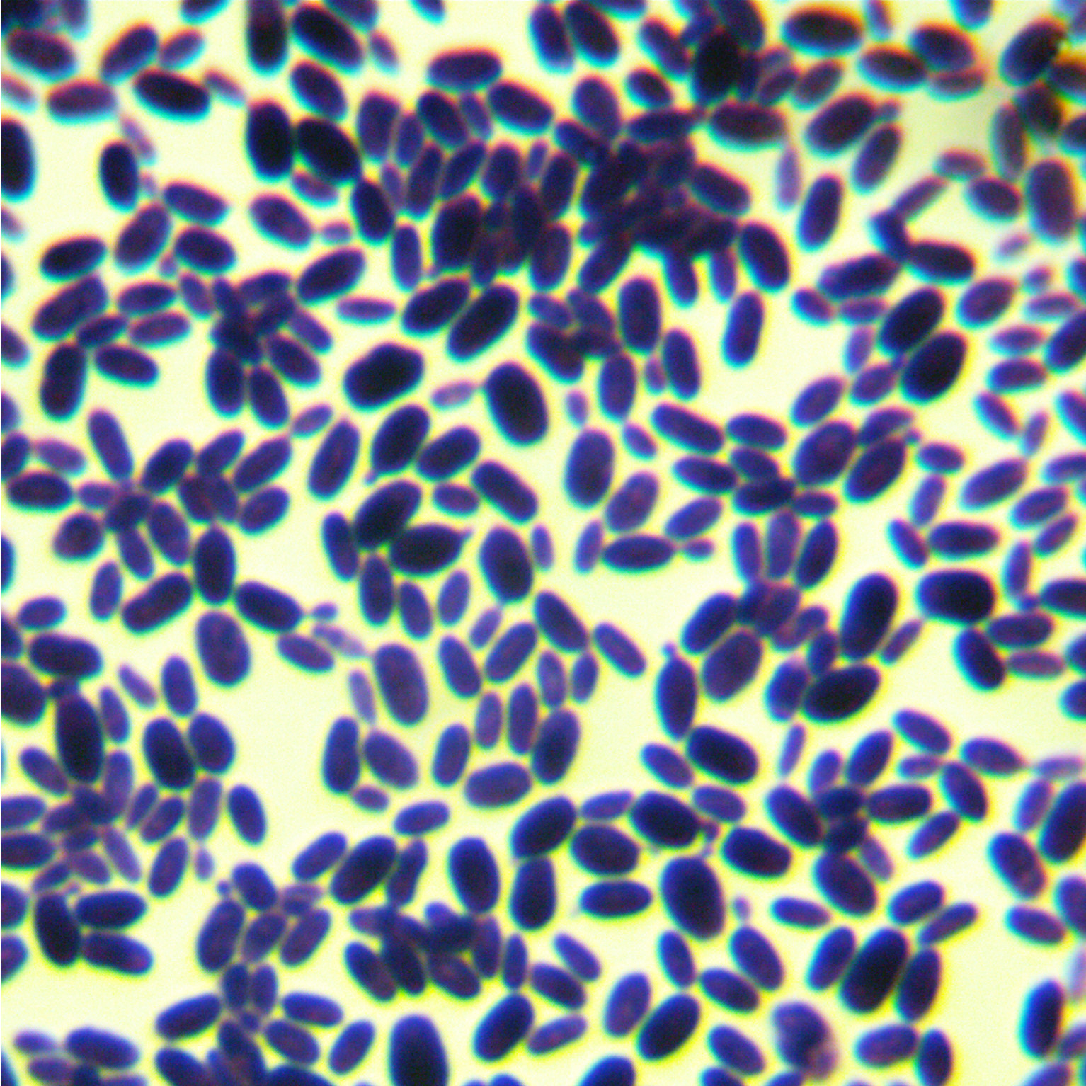 Smooth Candida-BNCC