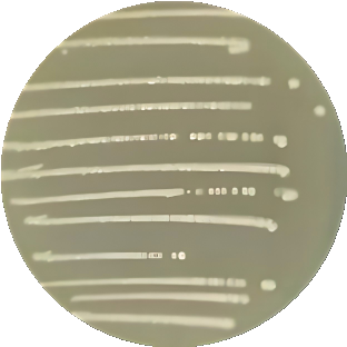 Radiation resistant Acinetobacter-BNCC