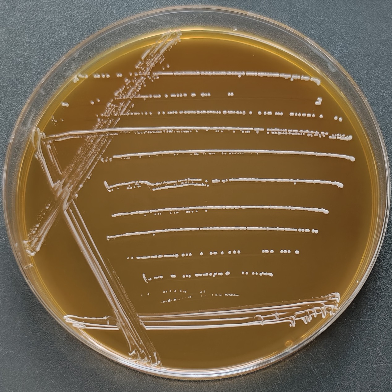Leuconostoc enterica-BNCC