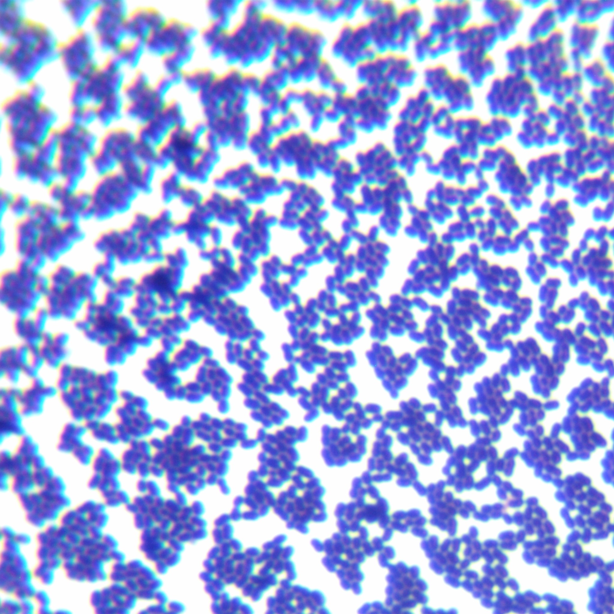 Leuconostoc enterica-BNCC