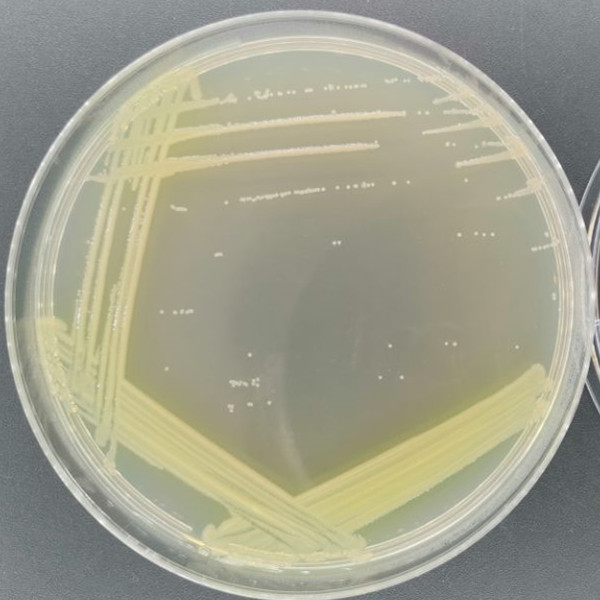 Fluorescent Pseudomonas-BNCC