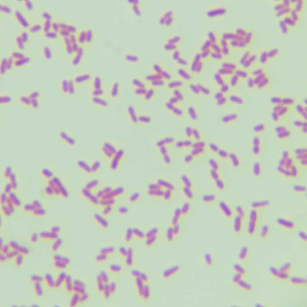 Fluorescent Pseudomonas-BNCC