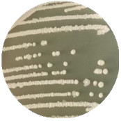 Bacillus subtilis-BNCC