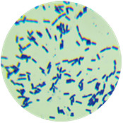 Bacillus subtilis-BNCC