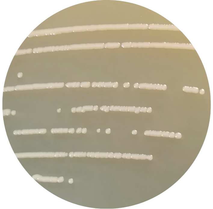 Lemon pan bacteria-BNCC