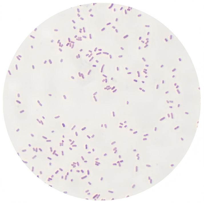 Lemon pan bacteria-BNCC