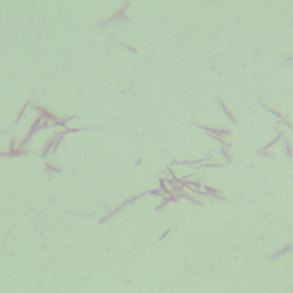 Fusobacterium nucleatum subspecies-BNCC