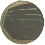 Pseudomonas aeruginosa-BNCC