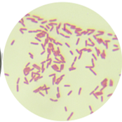 Pseudomonas aeruginosa-BNCC