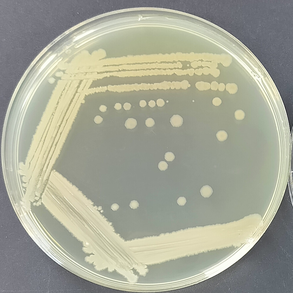 Bacillus licheniformis-BNCC